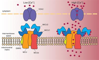 Structure, Activity Regulation, and Role of the Mitochondrial Calcium Uniporter in Health and Disease